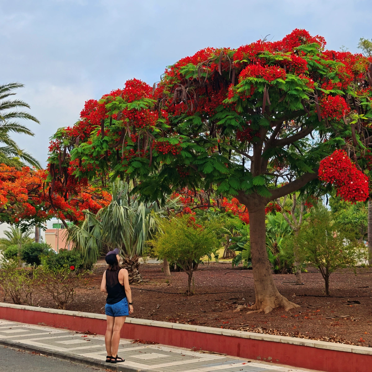 Mujer contemplando un árbol flamboyán de flores rojas en un parque urbano de Las Palmas de Gran Canaria, rodeada de vegetación tropical y palmeras.