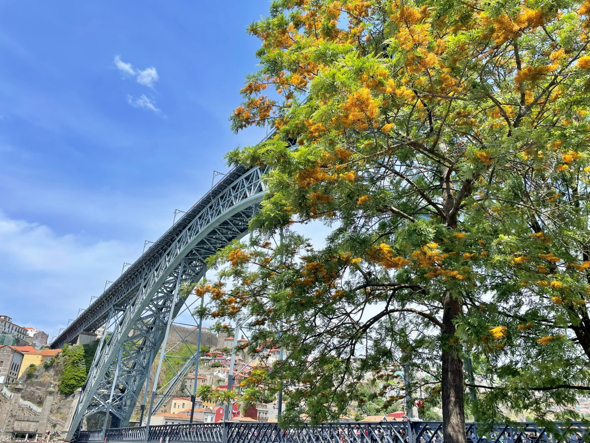 Arco del Puente de Don Luis I con un árbol de flores amarillas en primer plano