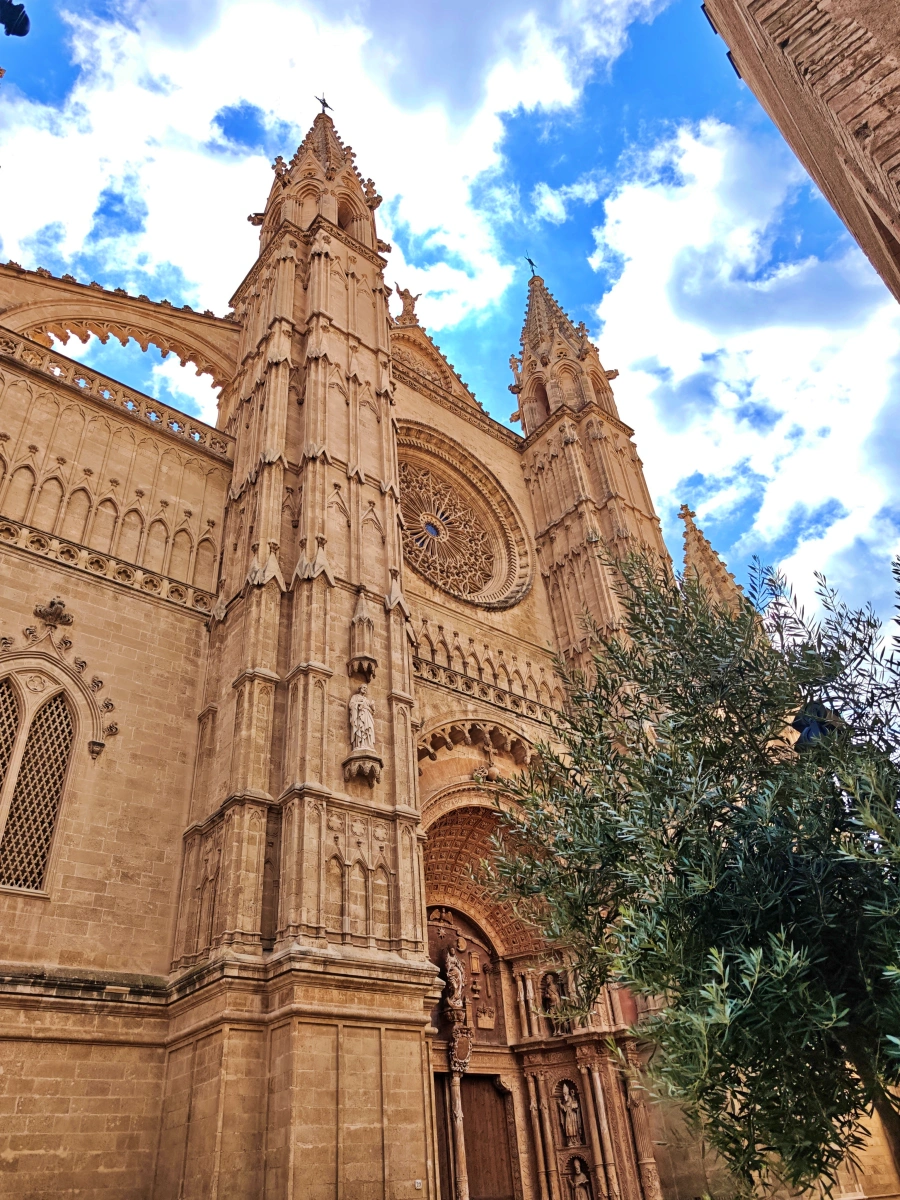 Vista lateral de la Catedral de Palma de Mallorca rodeada de olivos bajo el cielo azul