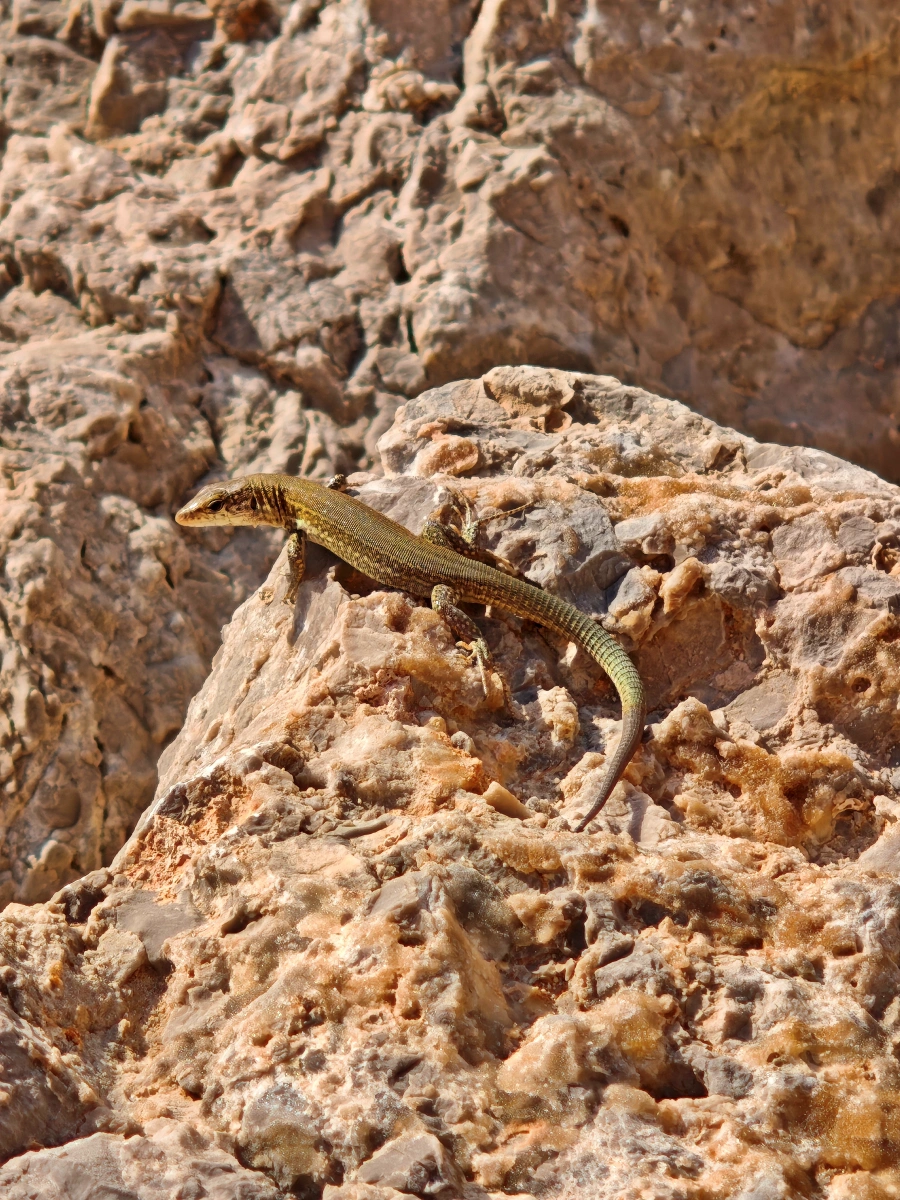 Sargantana balear tomando el sol sobre las rocas de la muralla en Palma