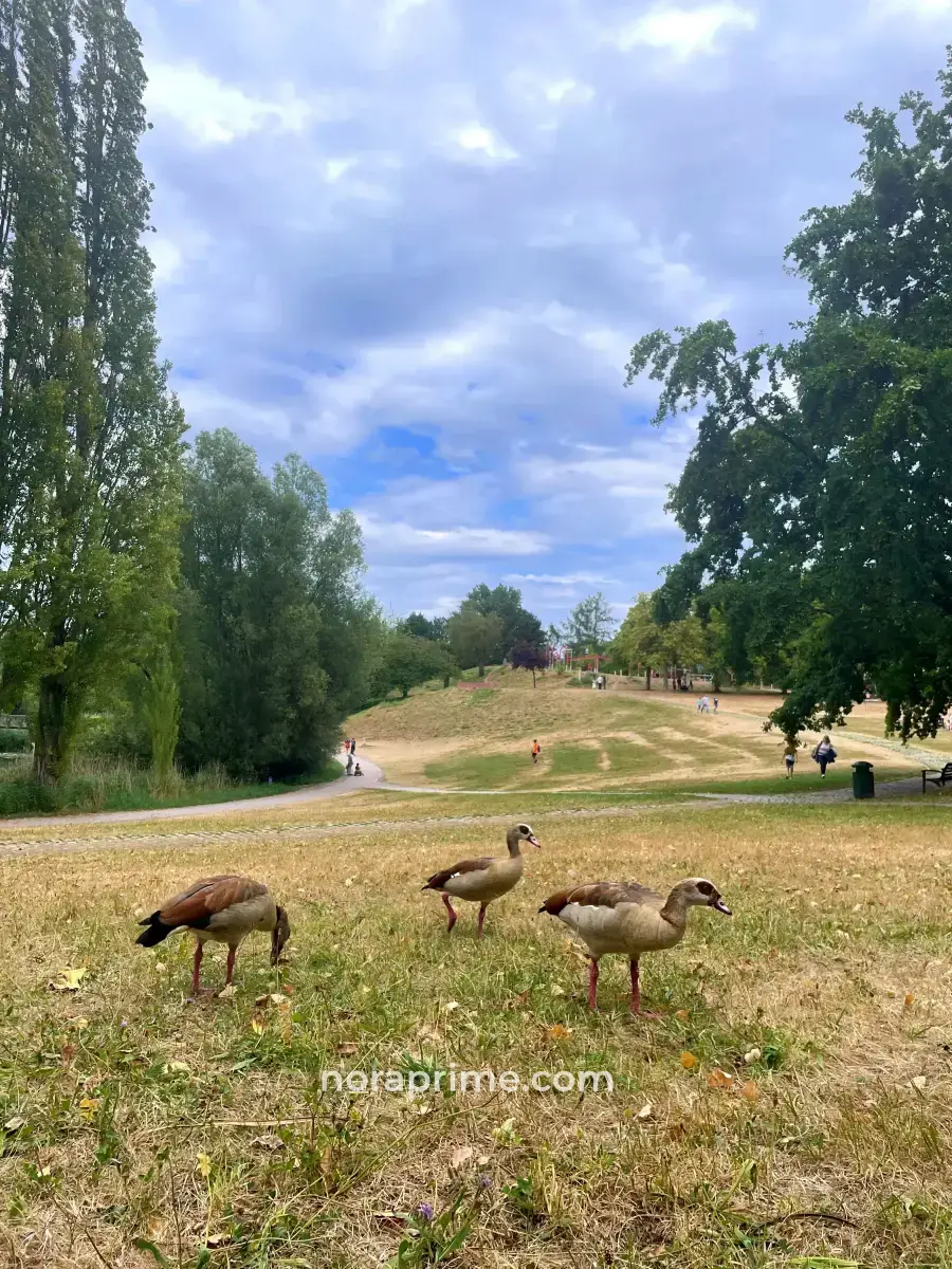 Gansos del Nilo (Alopochen aegyptiaca) caminando por el césped del Seepark cerca del lago Flückiger en Friburgo