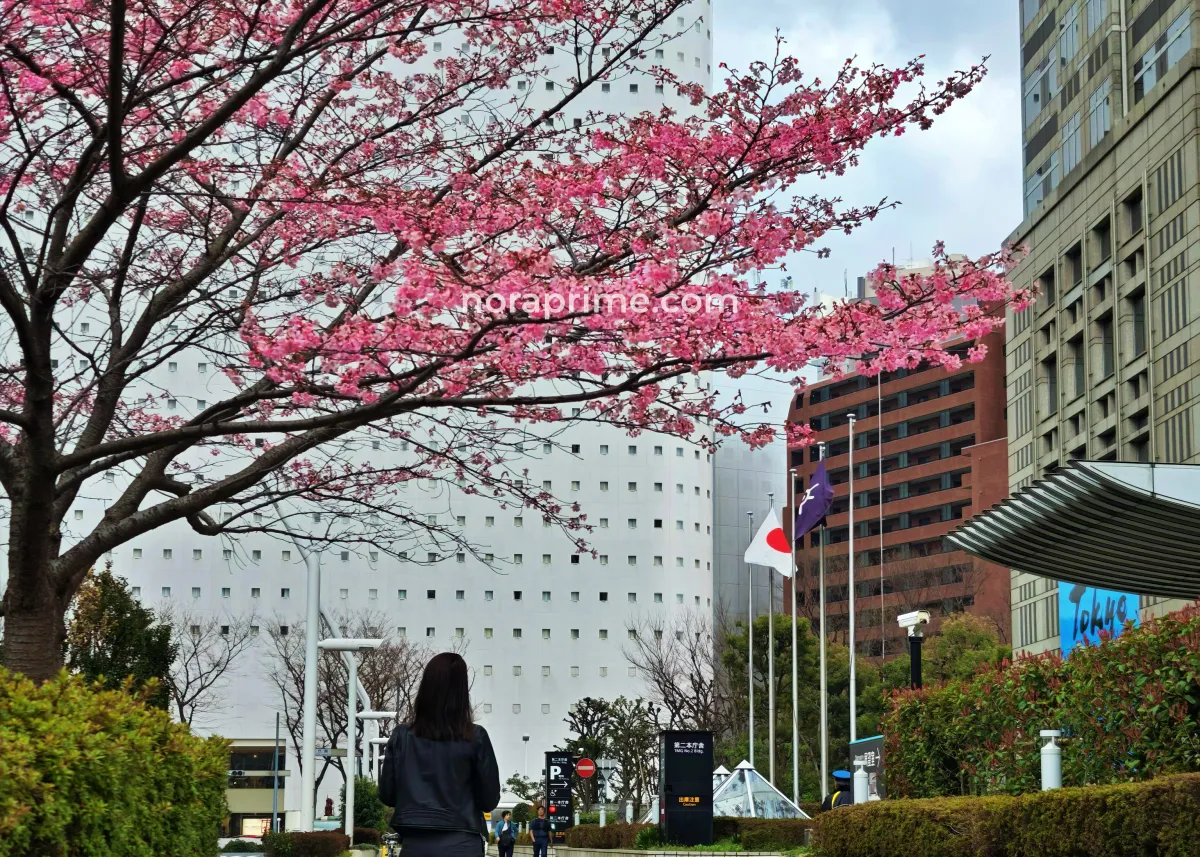 Mujer contemplando un cerezo japonés en flor durante el hanami en una zona de oficinas de Tokio, con rascacielos modernos y la bandera de Japón al fondo.