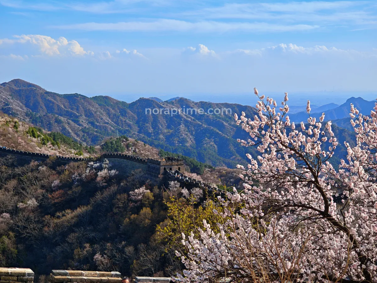 Paisaje de la Gran Muralla China recorriendo montañas onduladas mientras un árbol de flores de cerezo en primer plano enmarca la escena bajo un cielo azul despejado de primavera.