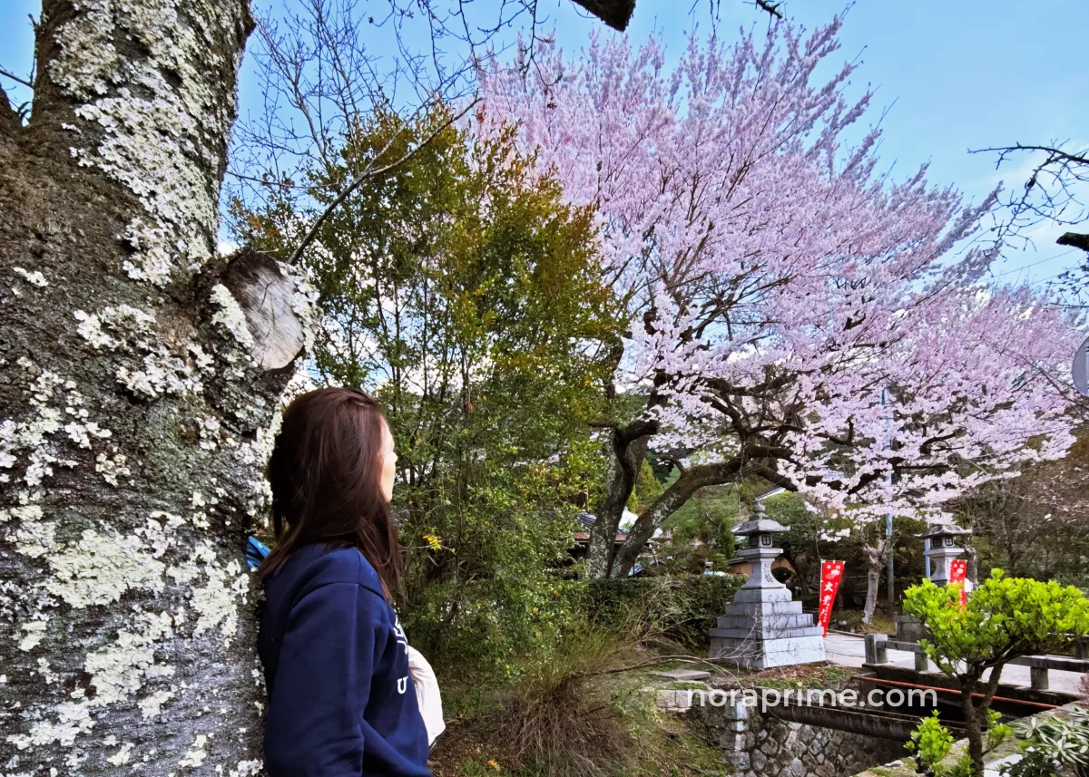 Mujer apoyada en un árbol cubierto de musgo mientras observa cerezos en flor junto a un pequeño templo japonés, con linternas de piedra y abundante vegetación verde.