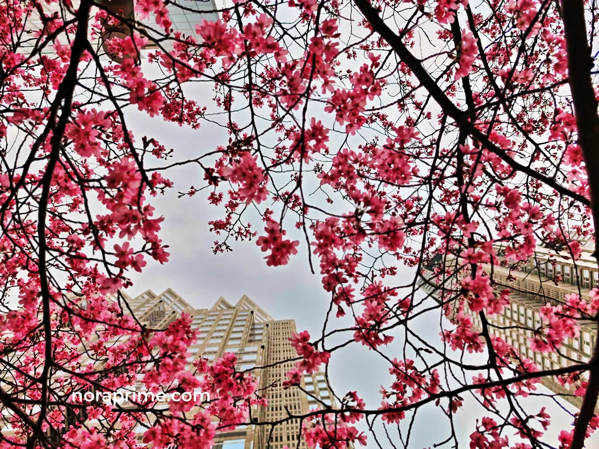 Primer plano de ramas de cerezo japonés en flor que enmarcan varios rascacielos de Tokio, mostrando el contraste entre las flores rosas y la arquitectura urbana.